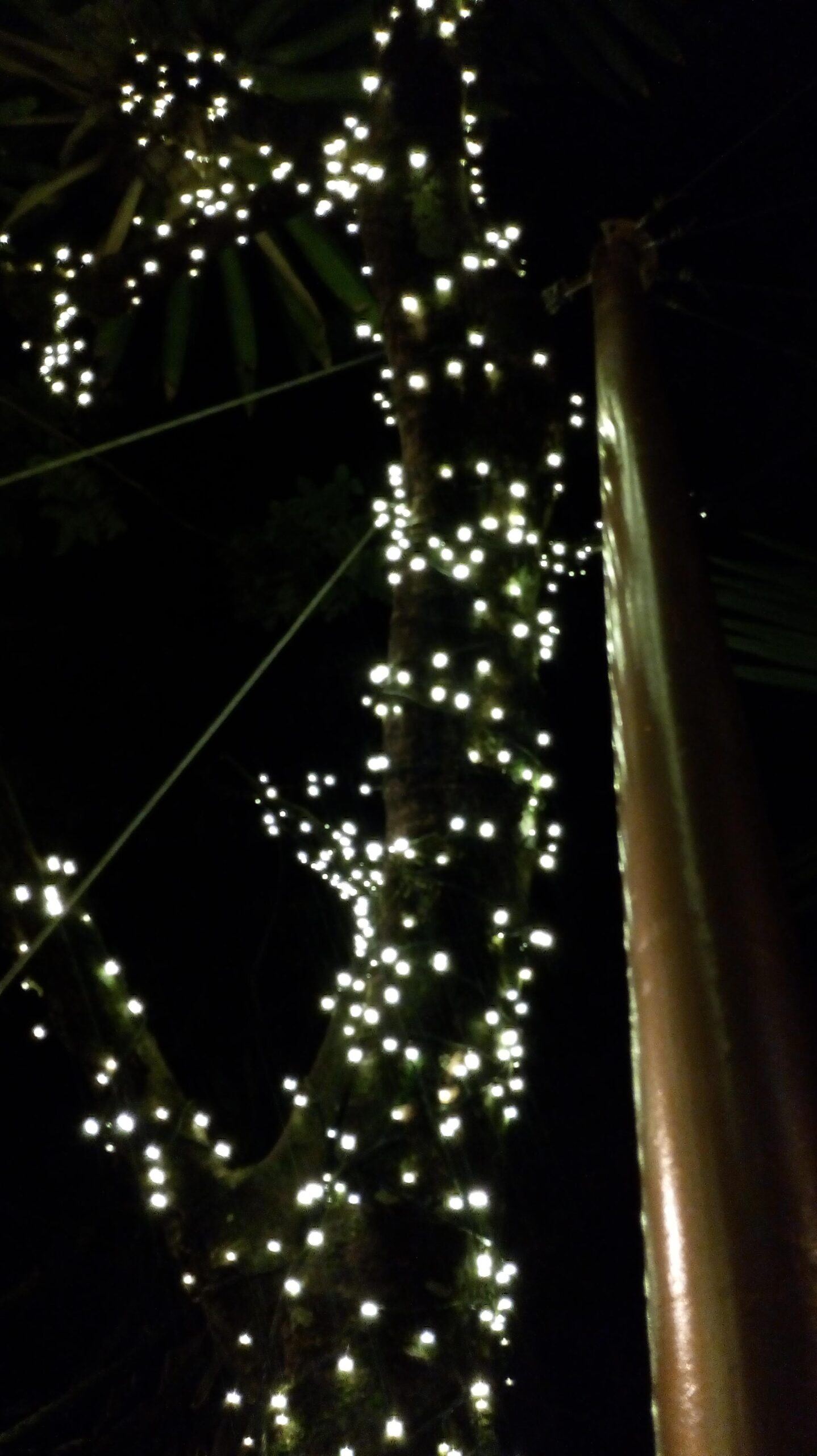GOLDEN POST FOR ROOFING TENSILE       (With the illluminated tree on background)